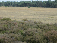 Nationaal Park de Hoge Veluwe